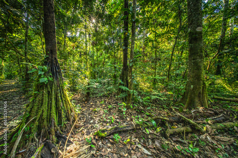 A towering kapok tree in the Amazon rainforest, surrounded by dense greenery and smaller plant species A towering kapok tree in the Amazon rainforest, surrounded by dense greenery and smaller plant species