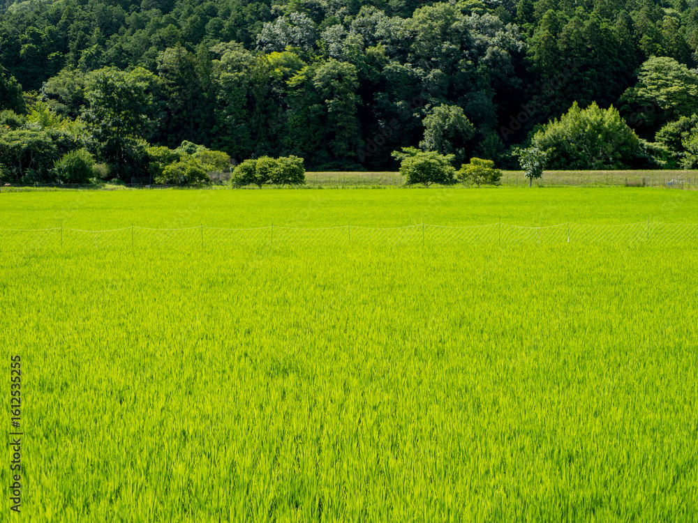 Obraz premium 新緑の苗が育つ水田