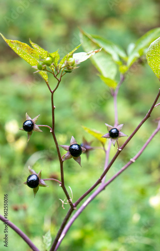Berries of Atropa bella-donna. Fruits of deadly nightshade. The plant is commonly known as belladonna.