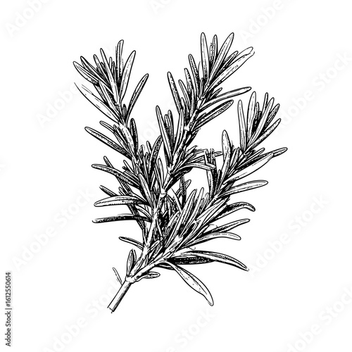 Rosemary – Vintage Herbal Botanical Engraving