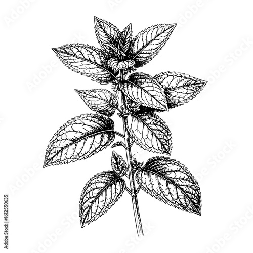 Mint – Vintage Herbal Botanical Engraving