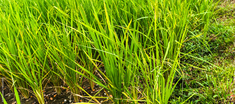 Obraz premium green rice field