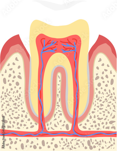 Tooth