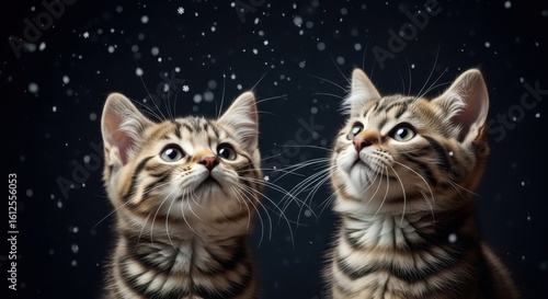 Two adorable kittens are mesmerized by falling snowflakes or water droplets