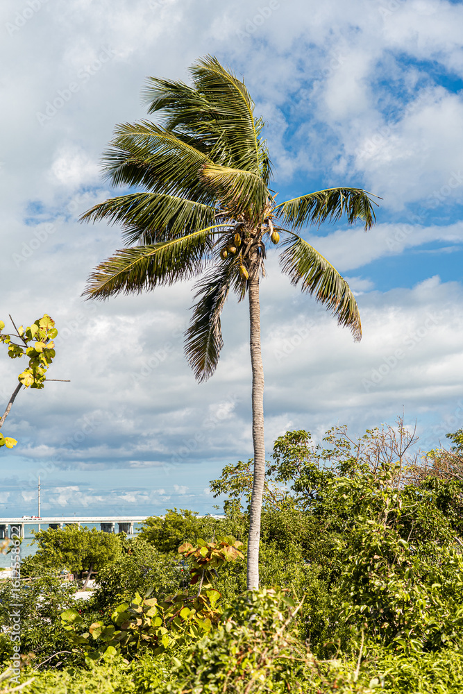 Obraz premium palm tree on the beach