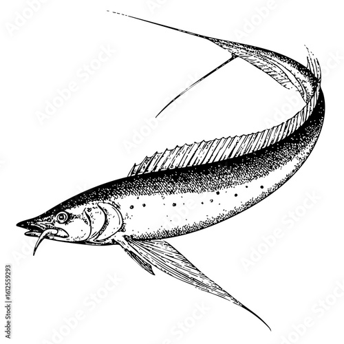 Oarfish – Vintage Copperplate Scientific Illustration