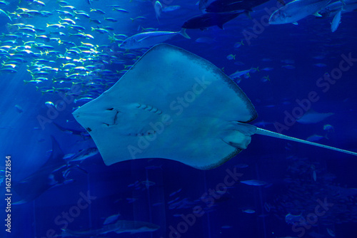 오키나와 츄라우미 수족관 ChuraumiAquarium