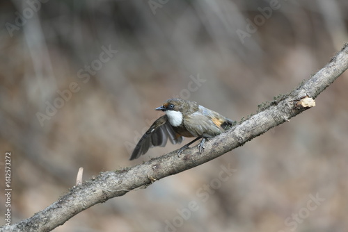 Photography The white-throated laughingthrush (Pterorhinus albogularis) is a species of passerine bird in the family Leiothrichidae