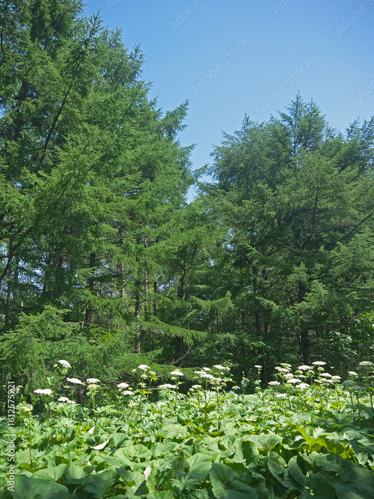 Fototapeta premium Sakhalin forest giant butterbur white hogweed