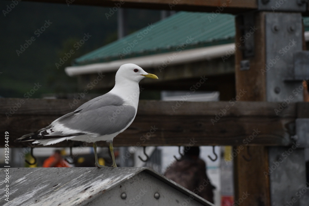 Obraz premium Kittiwake