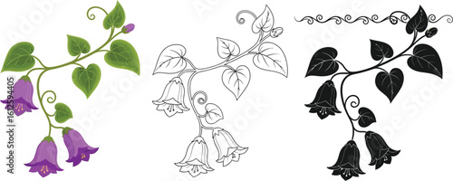 Vector illustration of bellflower flower with leaves in color line art and silhouette