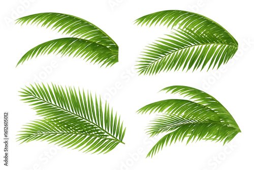 Fototapeta Naklejka Na Ścianę i Meble -  set of palm leaves