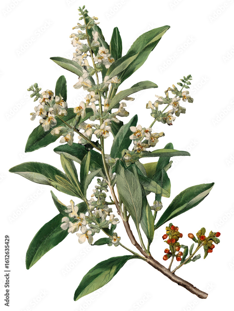 Fototapeta Sage herb isolated on transparent background, vintage illustration.