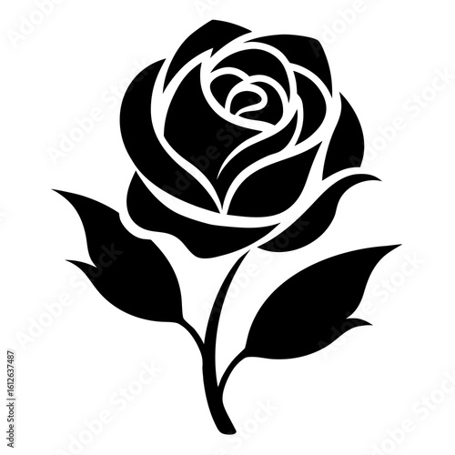 black rose isolated on white