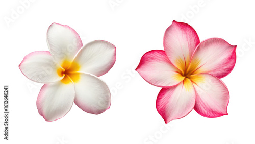 Plumeria Flower and one Adenium Obesum Flower on transparent