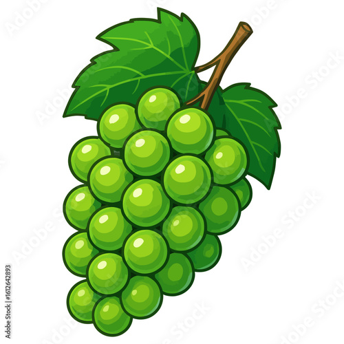 Fresh Green Grapes with Leaf Illustration