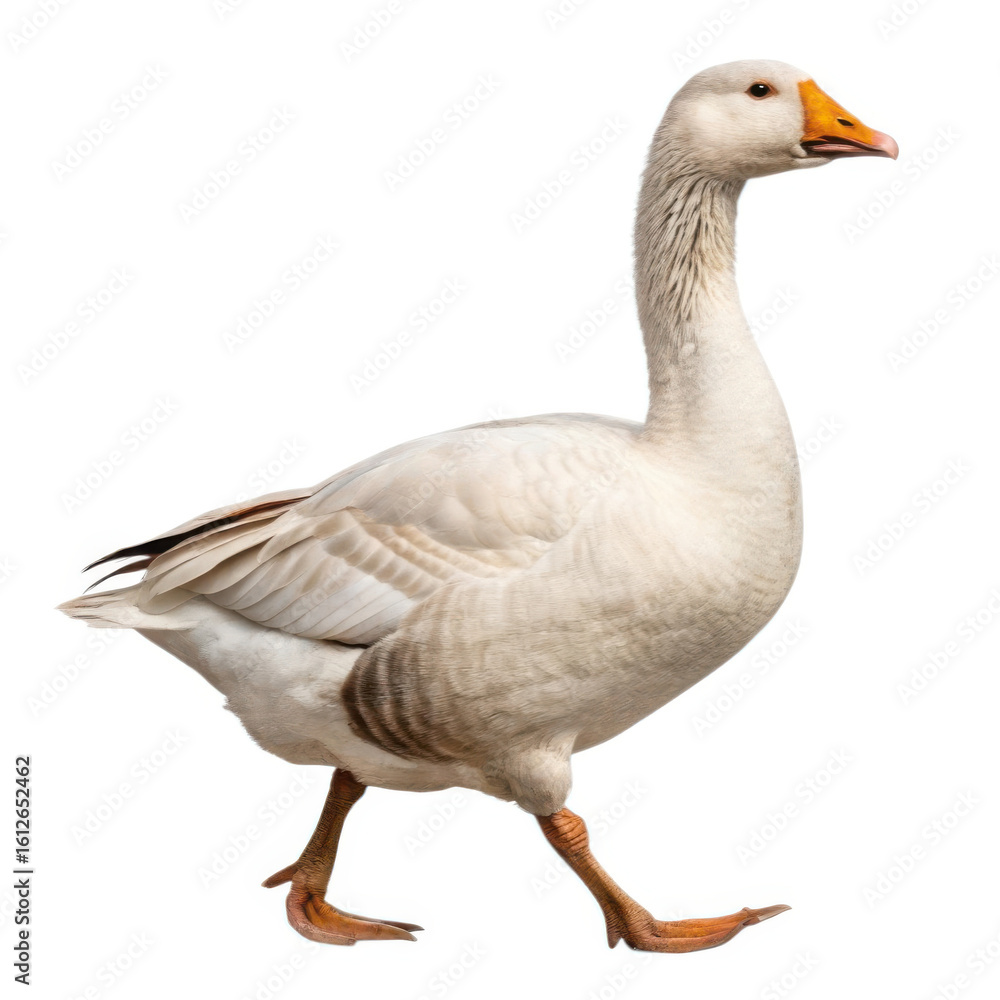 White goose walking isolated on transparent background White goose walking isolated on transparent background