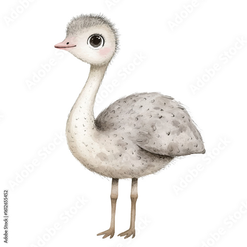 a cute animal of Ostrich