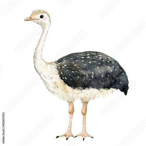 a cute animal of Ostrich