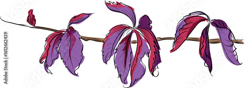 Purple and red Virginia creeper leaves on branch