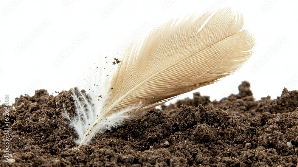 Feather resting gently on dark soil showcasing nature's contrast Feather resting gently on dark soil showcasing nature's contrast