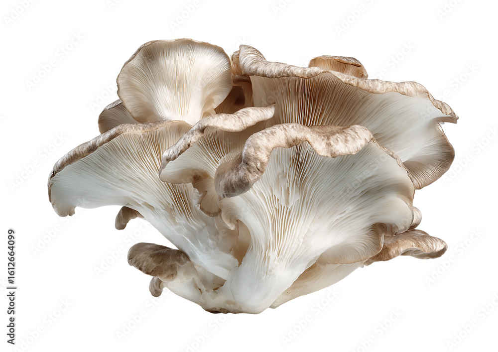 A cluster of fresh oyster mushrooms isolated on transparent background A cluster of fresh oyster mushrooms isolated on transparent background