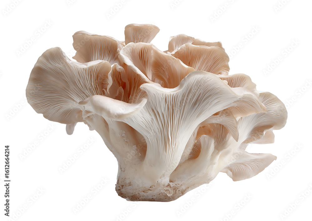 A vibrant cluster of oyster mushrooms isolated on transparent background A vibrant cluster of oyster mushrooms isolated on transparent background