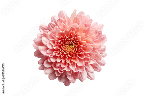 A beautiful pink chrysanthemum flower isolated on transparent background