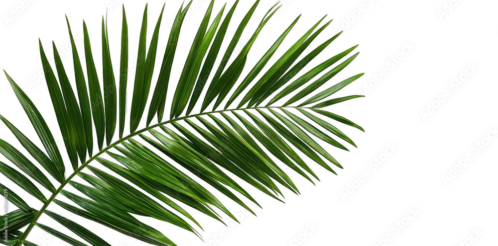 Obraz premium Single Palm Leaf Against A Transparent Background Top View