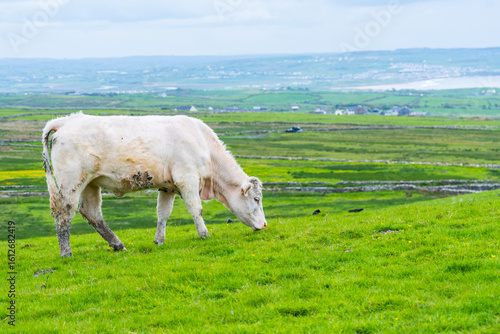 Cow in the green rolling hills in Ireland. Close up of cow eating grass in the pasture 