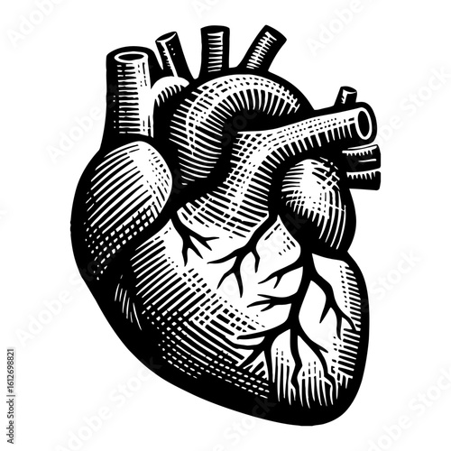 Detailed Human Anatomical Heart Black and White Outline Line Art Drawing Medical Science Symbol