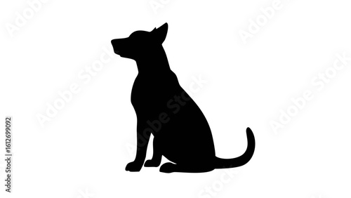Silhouette of a dog sitting with its tail curled and ears perked up on a white background looking alert