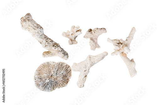 Wall Mural dry coral reefs isolated on a white background