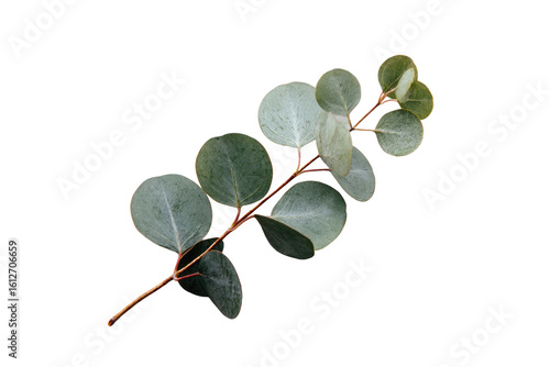 Close-up of a eucalyptus sprig.  Soft, light-green leaves clustered on a thin brown stem against a black background.  Distinct leaf shapes and varying shades of green
