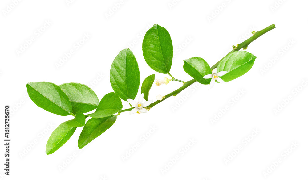 image to crop