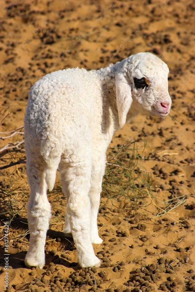 Obraz premium Lamb in the Cholistan Desert
