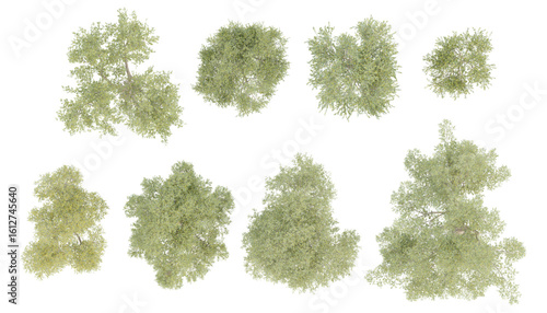 Top view  of 3d set trees of olea europaea medium on transparent background
