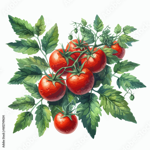 watercolor tomato vine vector , watercolor tomato vine