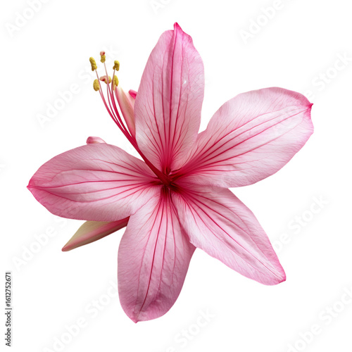 Close-up of a beautiful pink flower png