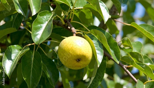 Pear on a tree branch