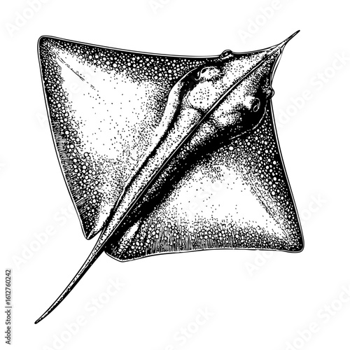 Vintage Ray Illustration – Copperplate Engraving of a Marine Creature