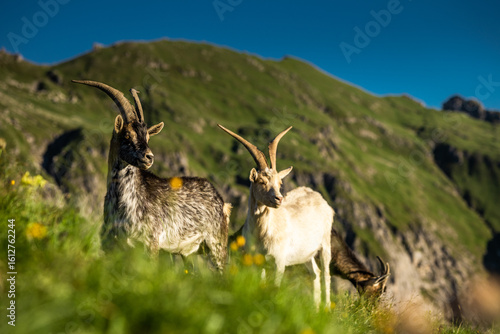 Wallpaper Mural Alpine ibex atop rocky mountains in the breathtaking Dolomites landscape Torontodigital.ca
