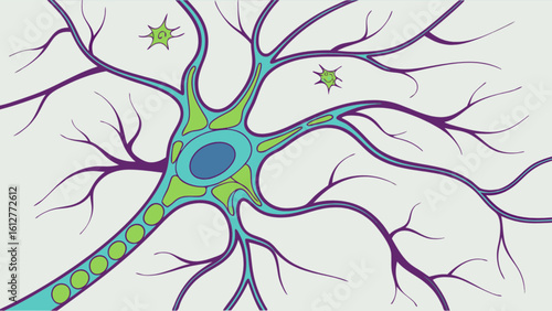 Neuron cell body dendrites and axon terminals for science education and neuroscience study and learning tool