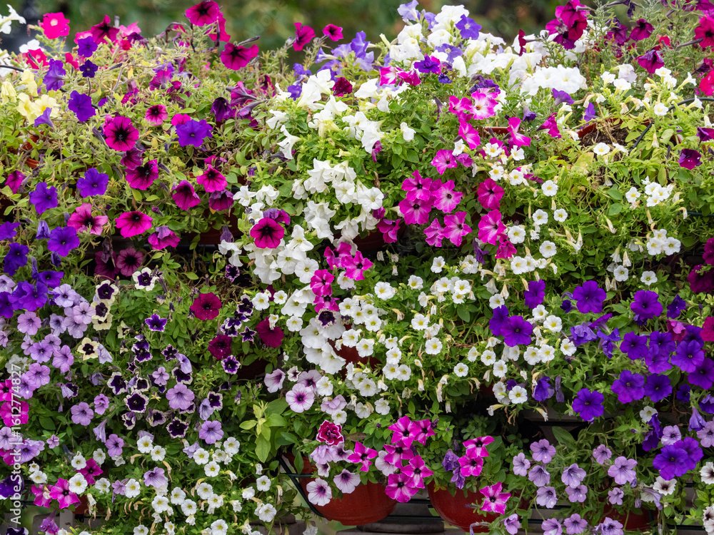 Obraz premium Lilac flowers close up. Bouquet of purple flowers. City flower beds, a beautiful and well-groomed garden with flowering bushes.