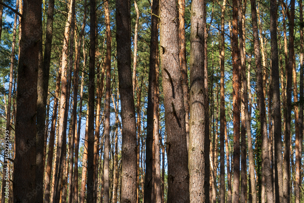 Fototapeta premium Lower Oder Valley National Park in Brandenburg, Germany