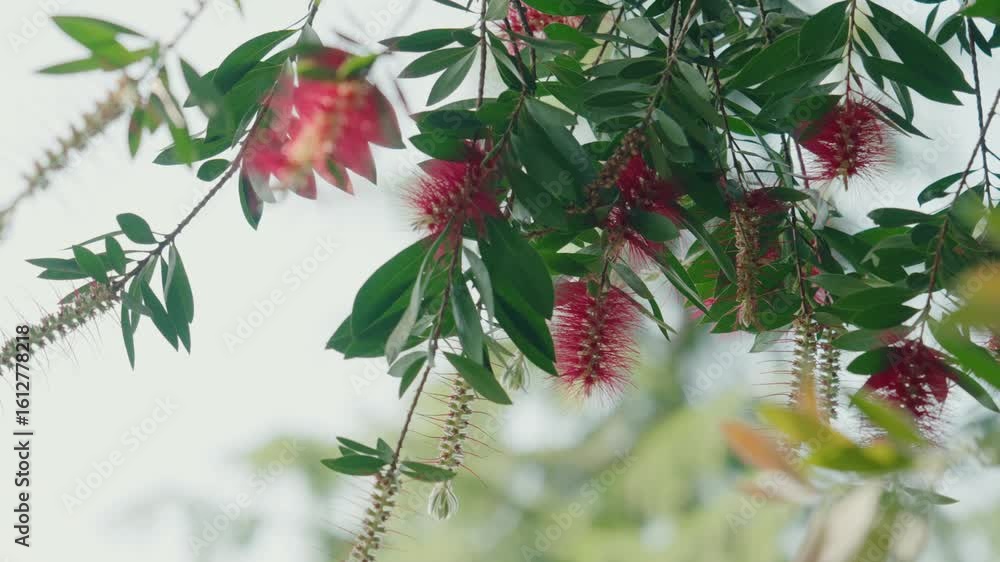 vibrant bottlebrush blooms hanging from leafy tree branches in daylight vibrant bottlebrush blooms hanging from leafy tree branches in daylight