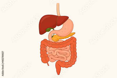 Detailed colored vector illustration of the human digestive system, showing organs like stomach, intestines, and liver. Ideal for medical education, anatomy posters, and infographics.