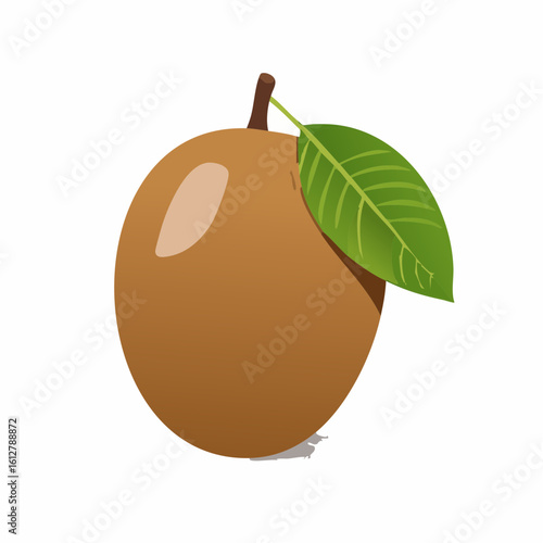 Detailed vector illustration of a sapodilla fruit with leaf on a white background