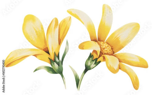 Two yellow watercolor flowers with green stems and leaves yellow flower illustration