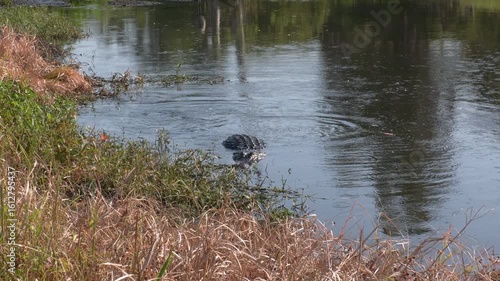 Fish Jumps over Large Alligator in Florida Lake